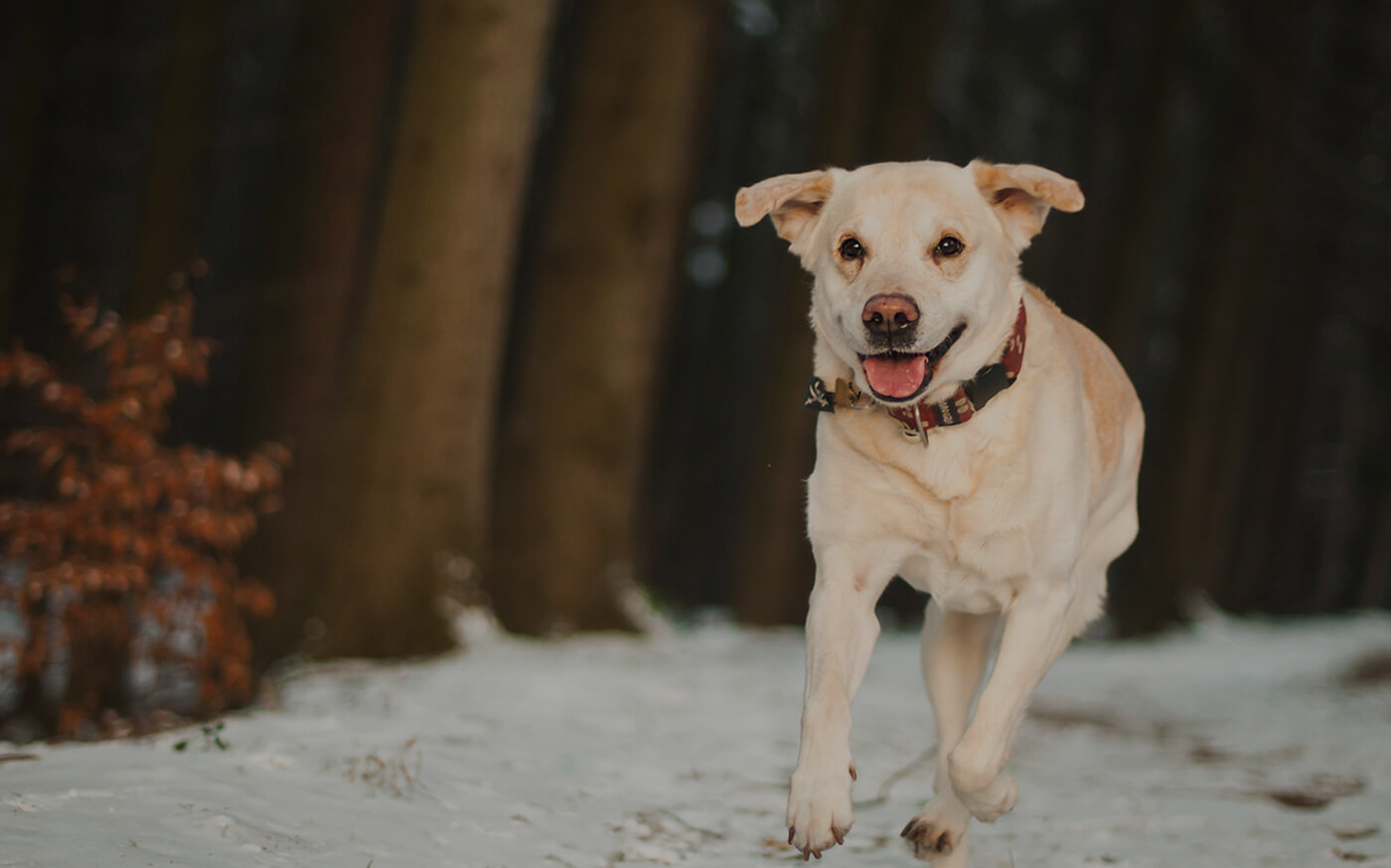 ΥΠΗΡΕΣΙΑ BLOG ΓΙΑ ΤΟΥΣ ΙΔΙΟΚΤΗΤΕΣ ΜΙΚΡΩΝ ΦΙΛΩΝ & ΑΓΓΕΛΙΕΣ ΓΙΑ ΚΑΤΟΙΚΙΔΙΑ